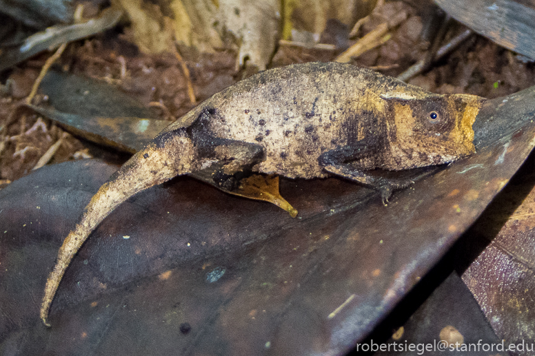 Small chameleon